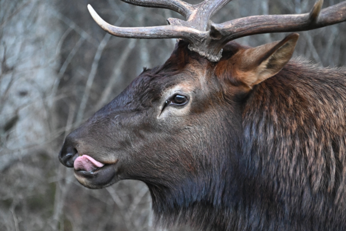 Elk Tongue