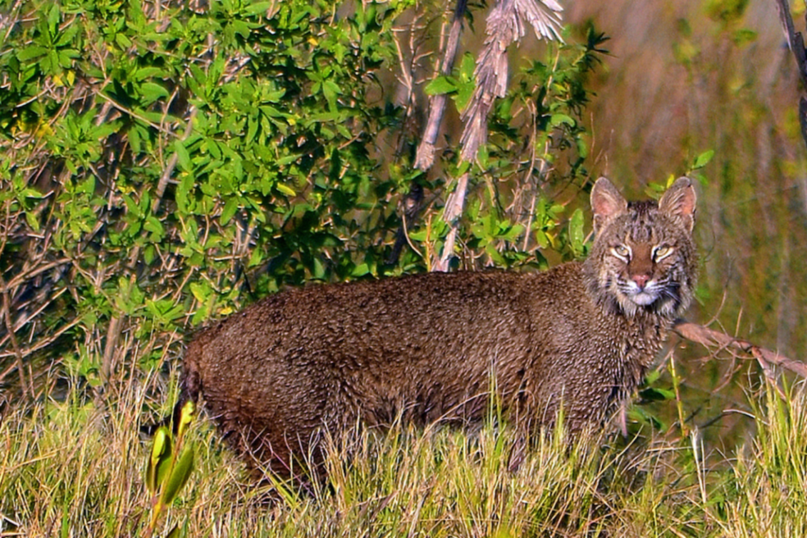 florida bobcat