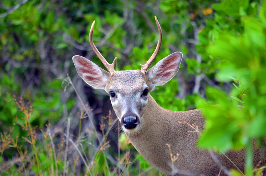 key deer male